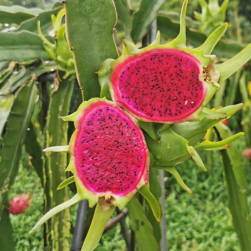 红皮红肉火龙果苗  青皮红火龙果苗新品种台青皮红肉火龙果甜