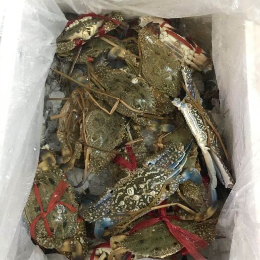 湛江花盖蟹 优惠花蟹