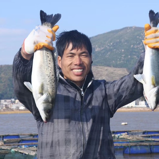 温岭市 鲈鱼清蒸鲈鱼海鲈鱼大鲈鱼新鲜水产海鲜七星鲈鱼