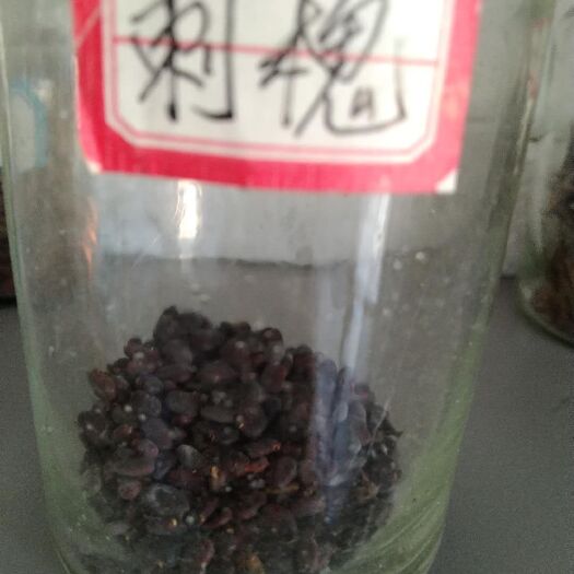 九江 哪里有最好的刺槐种子卖