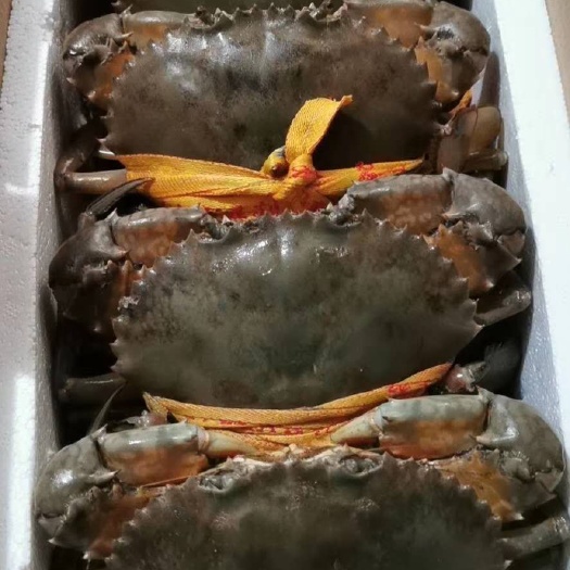 三门县 正宗的三门青蟹，肉质鲜嫩