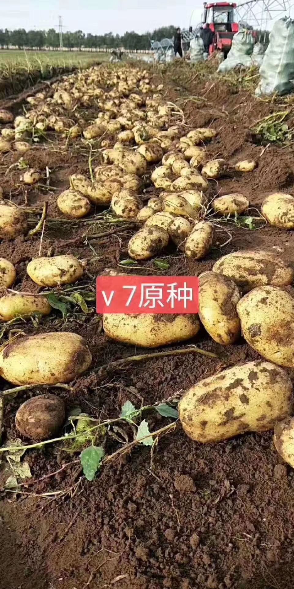  今年土豆质量太好了     量大从优哦