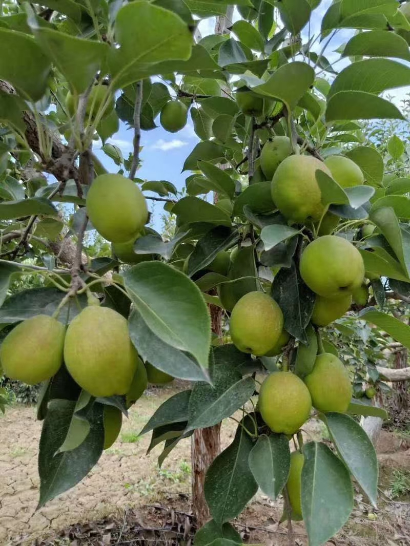  新疆香梨