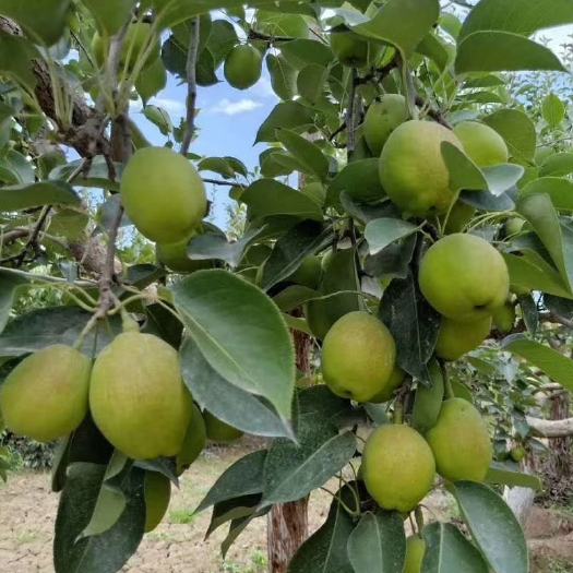 阿拉尔市 新疆香梨