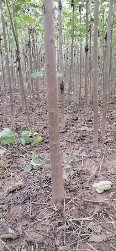 焦裕禄紫花泡桐8---16公分