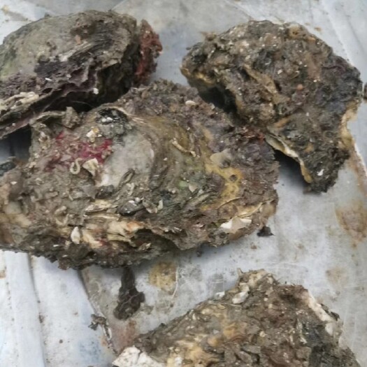 诏安县漳州牡蛎 个头自己看:价格不是问题:货好才是问题:看上来谈:价格合理
