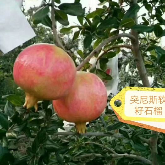 攀枝花突尼斯软籽石榴 攀枝花阳光充足