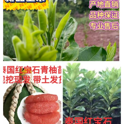 简阳市泰国红宝石柚苗  青柚苗，泰国红宝石青柚树苗。