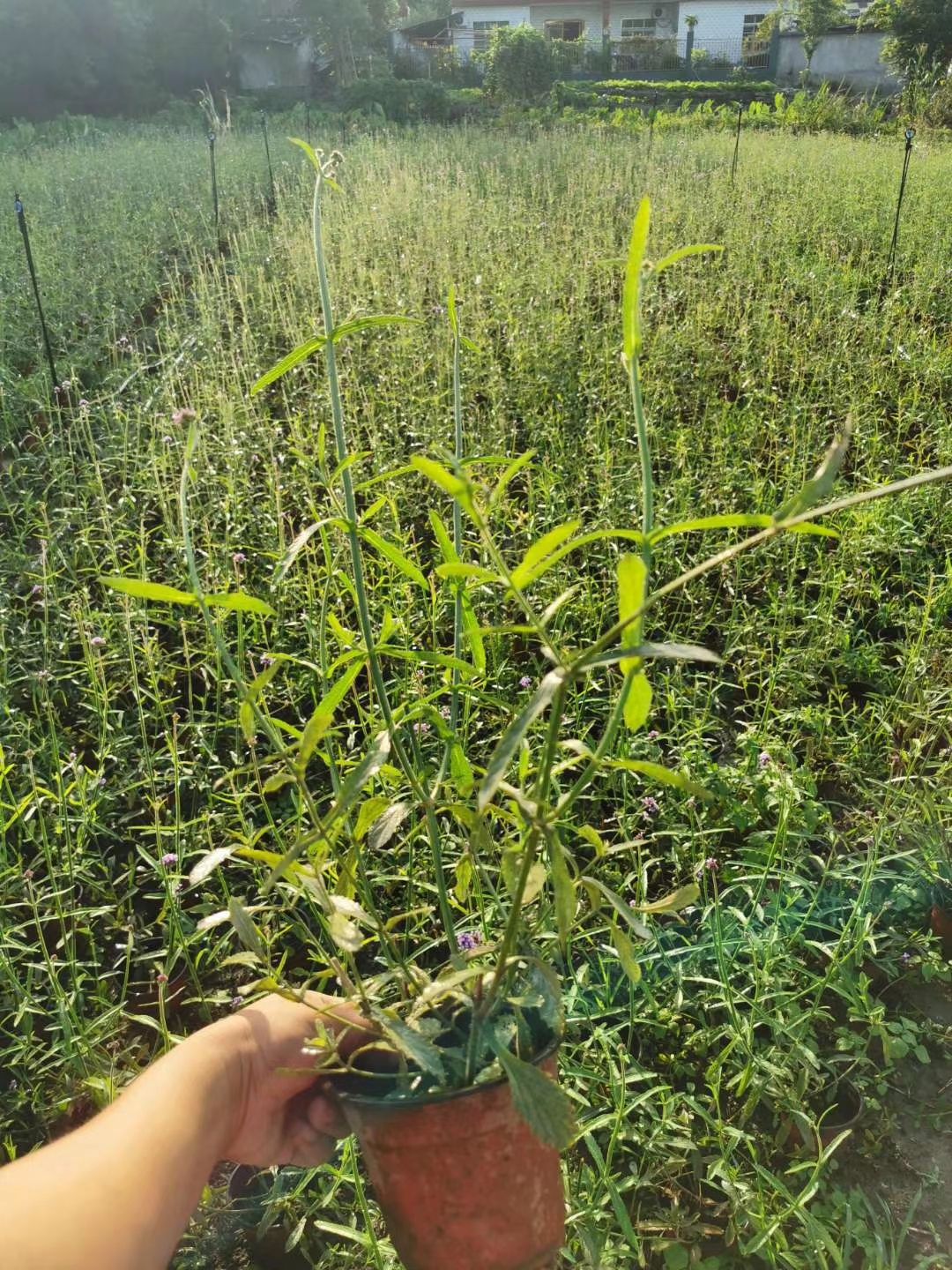  柳叶马鞭草