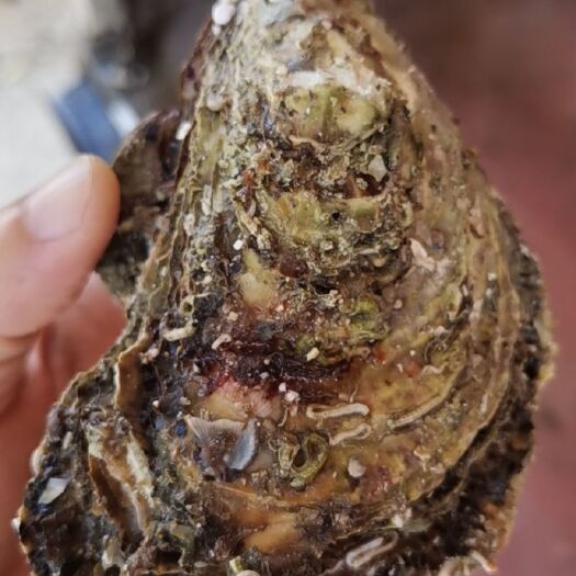 诏安县北海生蚝 生蚝