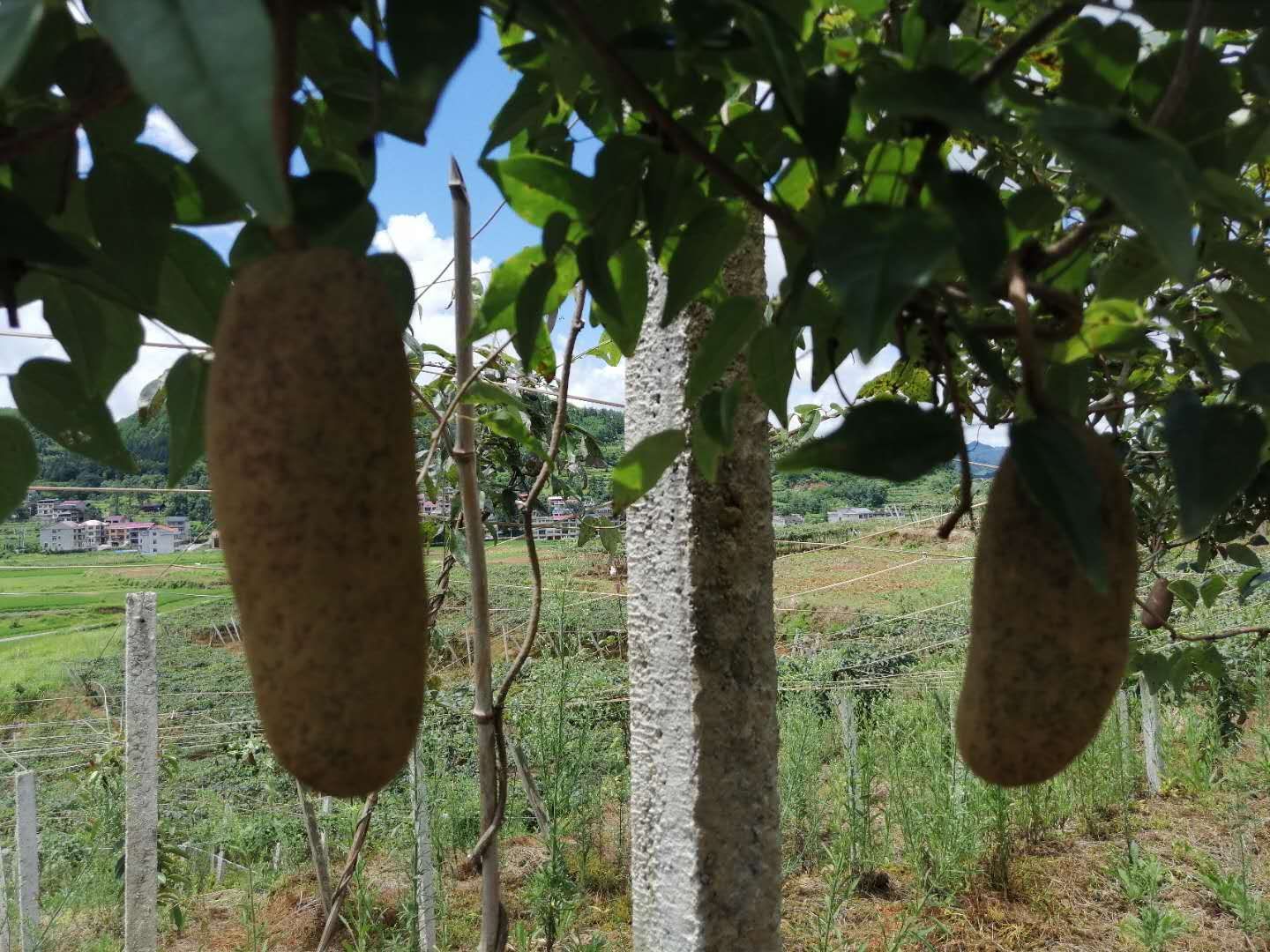  来自大自然八月瓜杠杠滴⊙ω⊙