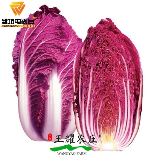 昌乐县（韩系）原装紫白菜种子 紫裔白菜种子
纯度保证 原厂货