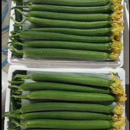 寿光市 精品丝瓜