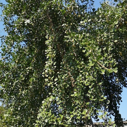 黎川县 丹桂桂花树6～12公分1～4米