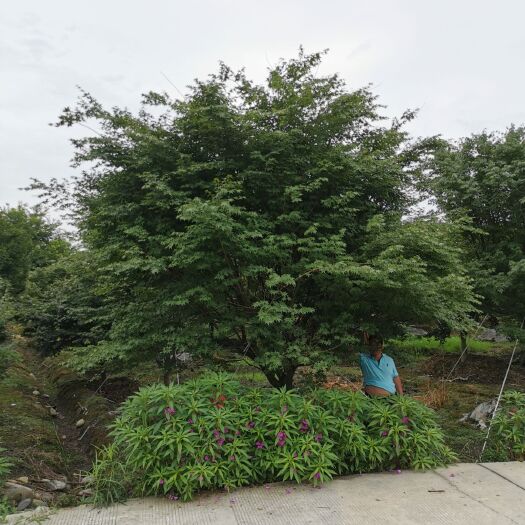 都江堰市细叶鸡爪槭 基地直销精品鸡爪槭，规格齐全，数量多，欢迎来电咨询