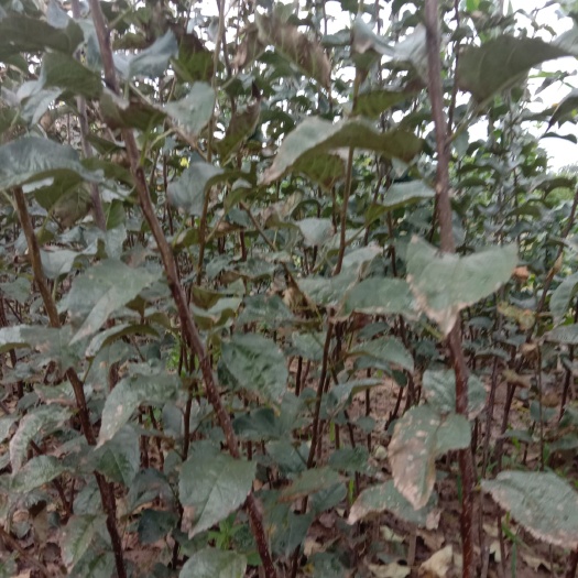 扶风县秦脆苹果树苗