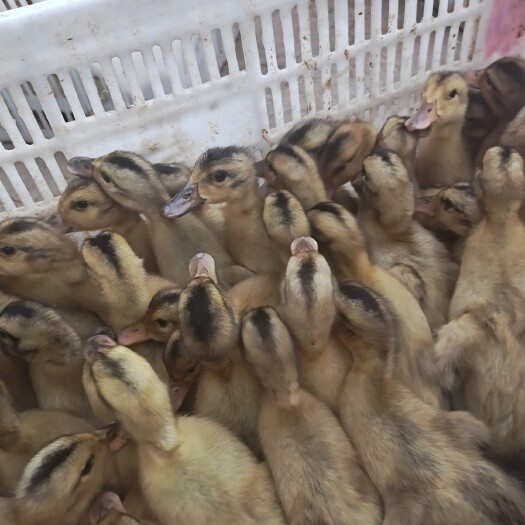 建湖县蛋鸭苗 麻鸭