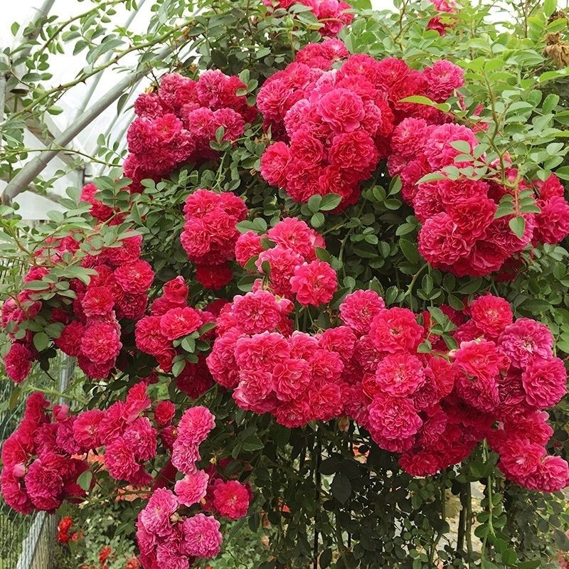 黄木香红木香白木香花苗浓香型木香花苗大小规格齐全