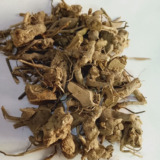 玉林 羊耳菊山白芷白面风根