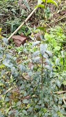 水富市苦丁茶苗 独本苗 0.5米以下