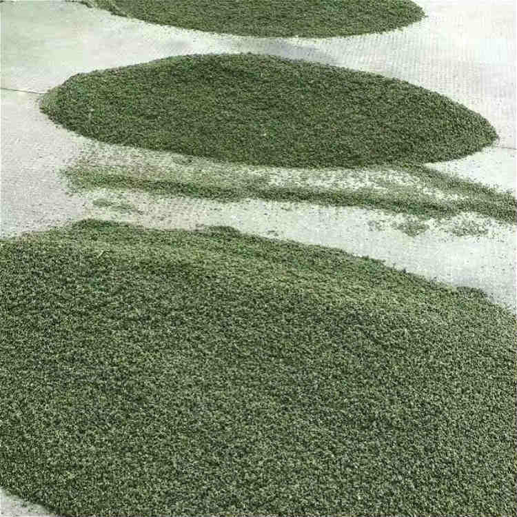 小叶榉树  精选红榉种子供应 产地直销榉树种子价格