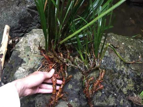 城固县石菖蒲  石苍蒲