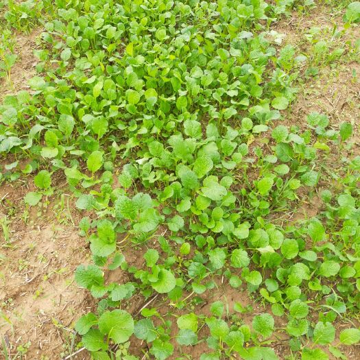 千阳县 小白菜，黑叶小白菜