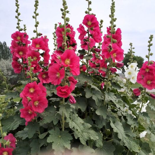 银川 蜀葵花种一丈红景观园林绿化草花种子四季播种多年生宿根花混色苗