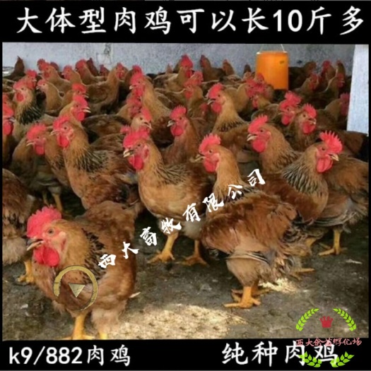 南宁K9鸡苗  K9 大型肉鸡苗、麻黄K9,灰羽K9/882,901包疫苗