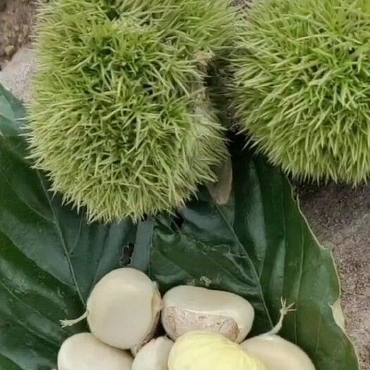 金寨县板栗刺球