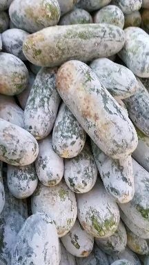 玉龙县云南香冬瓜，香糯粉特好吃，大量有货产地直发