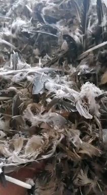 鹅毛供应商