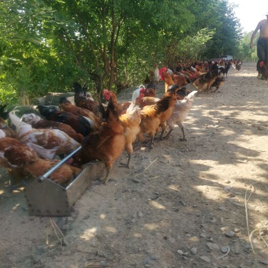 武汉散养土公鸡，土鸡蛋