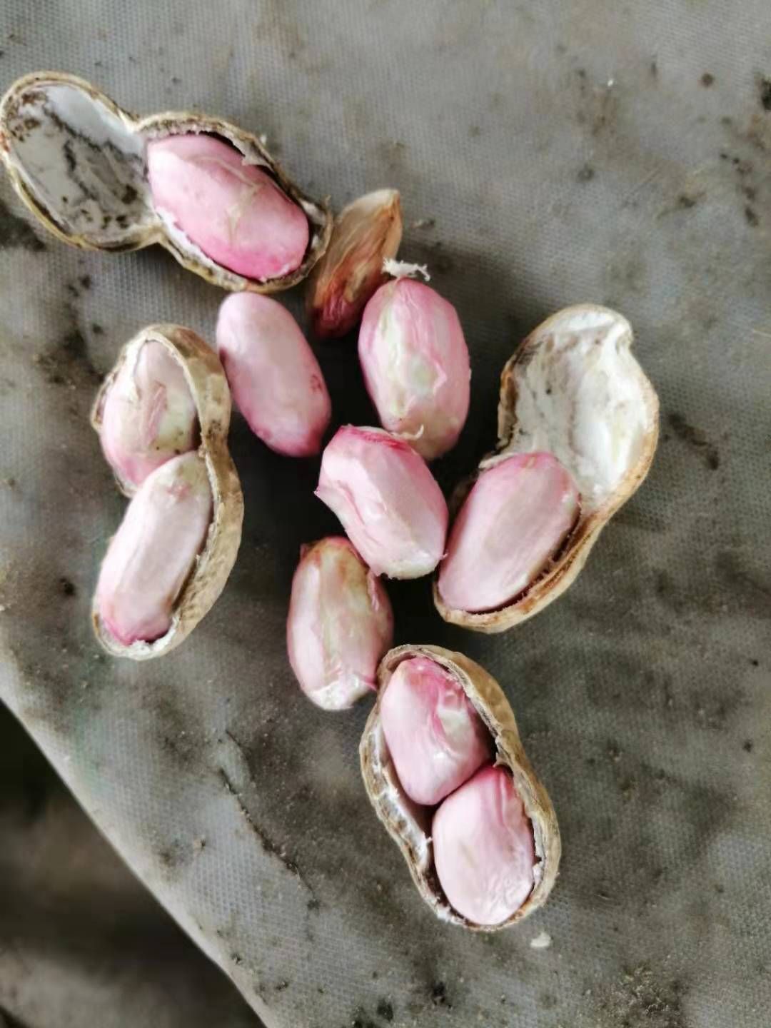 鲜花生 产地直销，过筛手选，保质保量！欢迎洽谈订购！