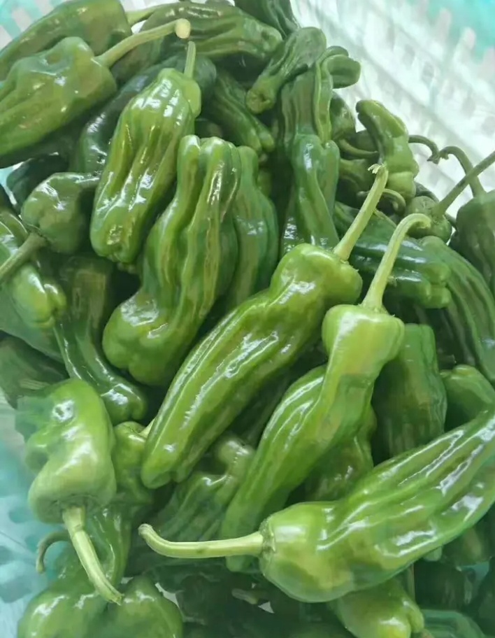 辣椒  砀椒、芜湖椒、薄皮椒大量上市！！