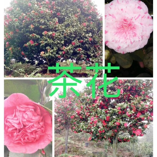 高县 茶花种植树苗，绿化工程，冬天开花。花朵颜色鲜艳，品种多样。