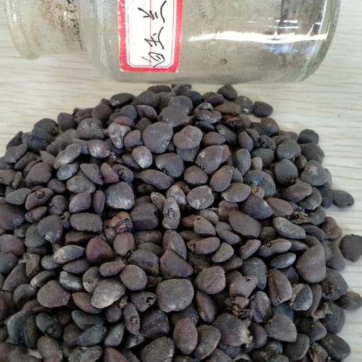  白玉兰种子哪里最好