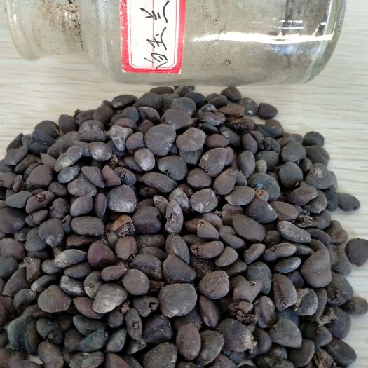 九江 白玉兰种子哪里最好
