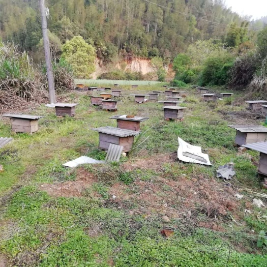 遂川县 天然土蜂蜜，自产自销，保质保量，量大从优。