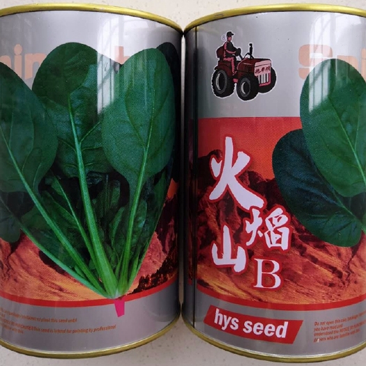 沭阳县火焰山菠菜种子耐高温籽大叶耐抽薹高产抗病口感好圆叶种子