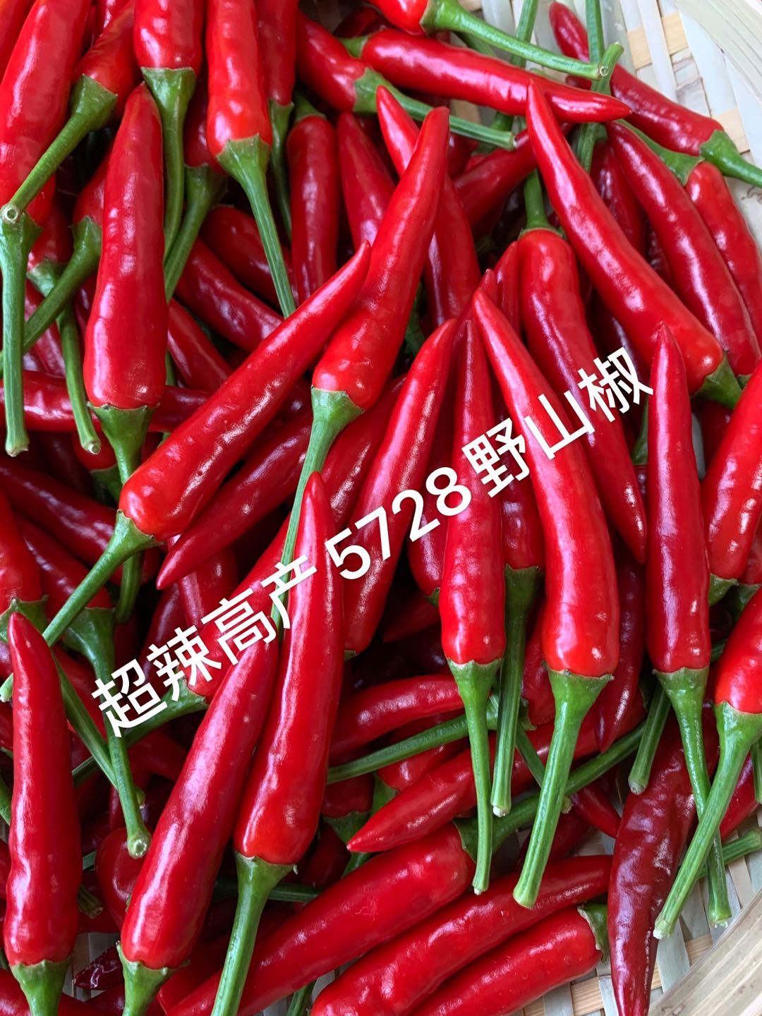 高产！高辣！辣椒！朝天椒！朝地椒！野山椒