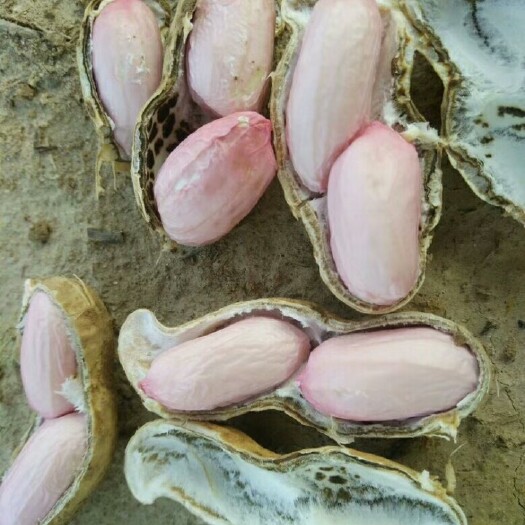 白沙系列  四粒红，大白沙，小白沙，各种鲜花生，代办人，