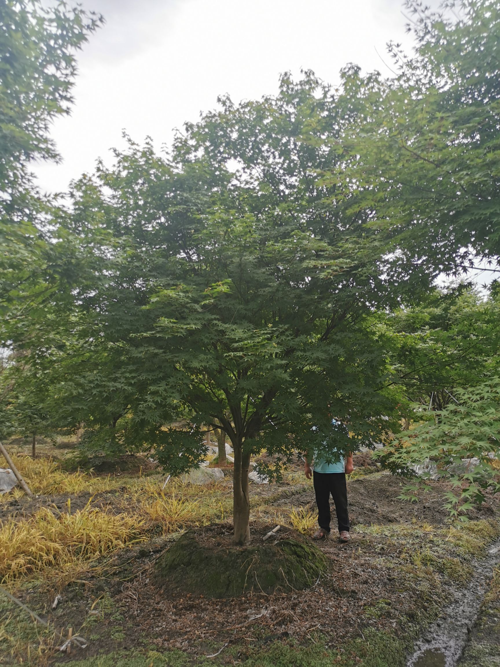 細葉雞爪槭 基地直銷精品雞爪槭，規(guī)格齊全，數(shù)量多，歡迎來電咨詢