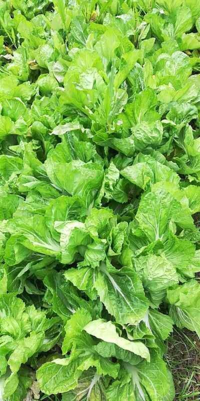 凯里市 芥菜，500亩，有需要的老板联系