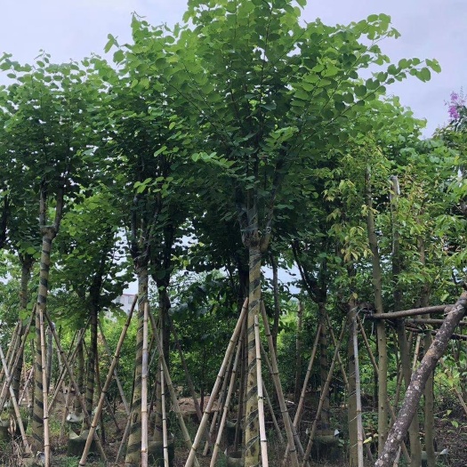 揭阳 宫粉紫荆