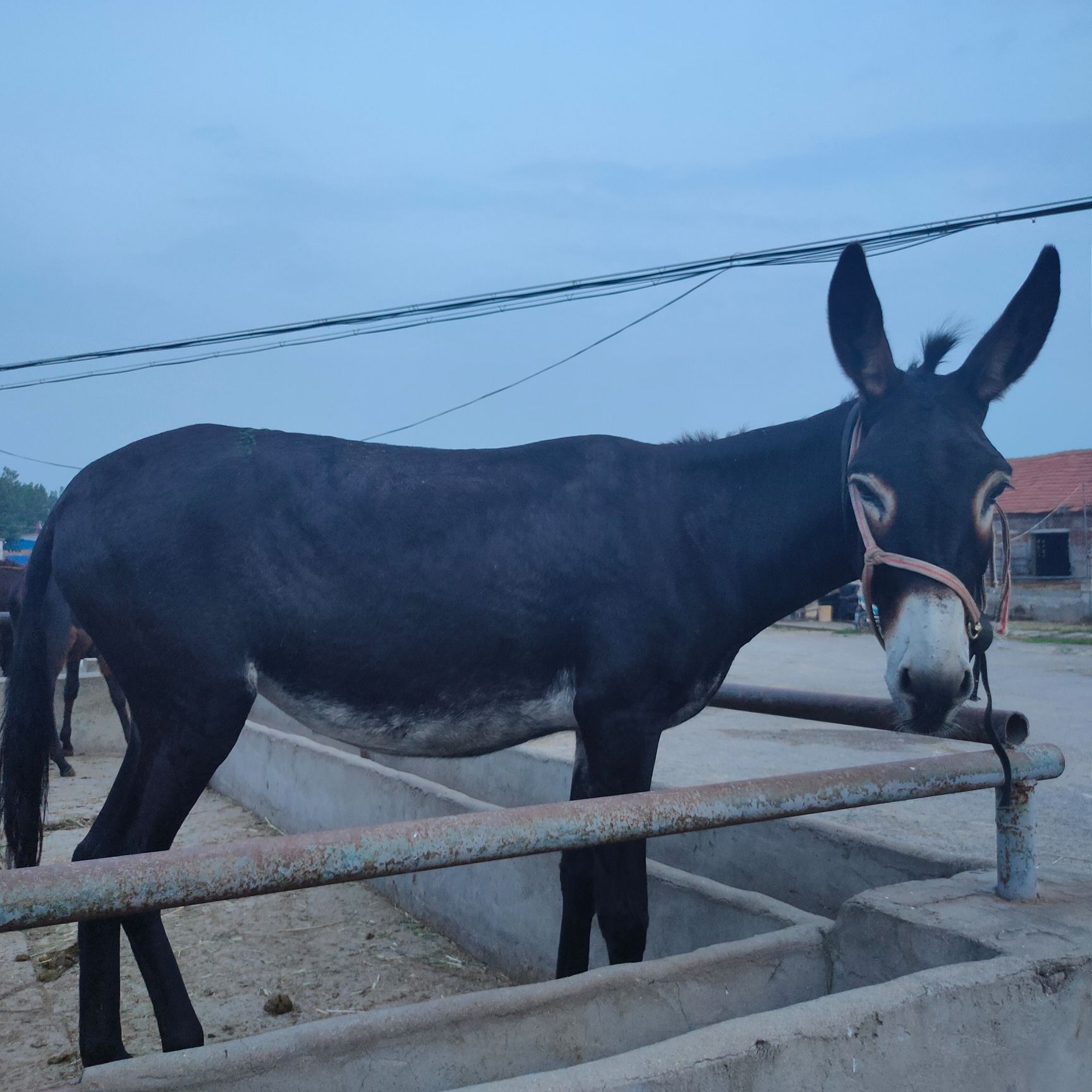 毛驴  德州驴肉馿苗成年肉驴出售，疫苗已做完全国可发货