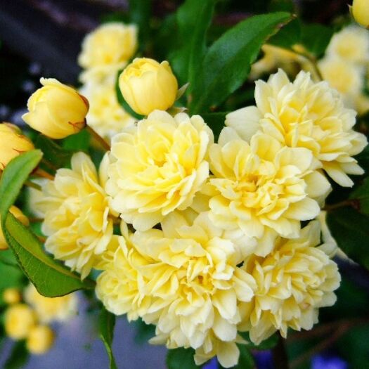 黄木香红木香白木香花苗浓香型木香花苗大小规格齐全