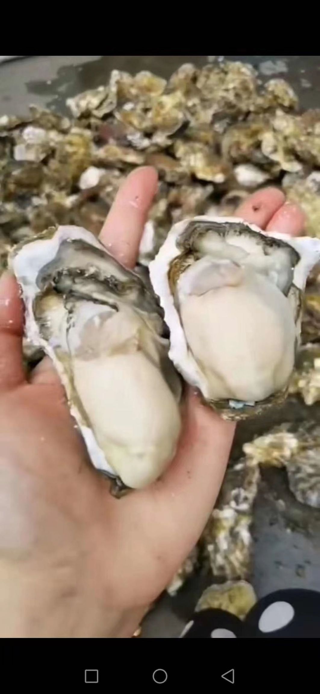 大连生蚝 万里海产