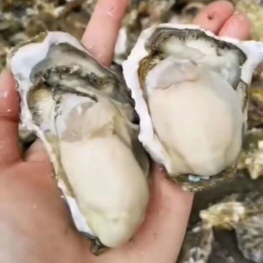 庄河市大连生蚝 万里海产