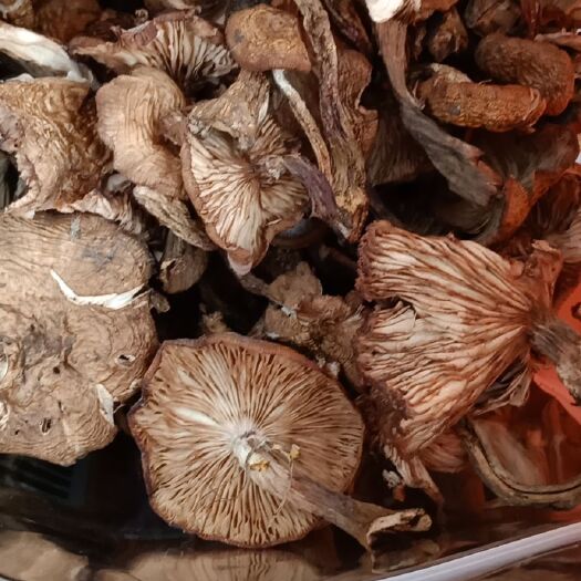 去根榛蘑，有烘干，晒干，有丁，片，一手货源，地头价批发。
